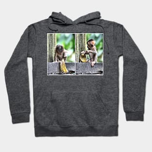 Pig-tailed Macaque Baby Playing, Borneo Hoodie